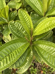 Miconia prasina