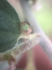 Nyctiphalerus propinquus