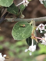 Nyctiphalerus propinquus