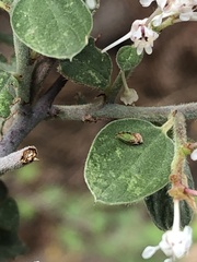 Nyctiphalerus propinquus