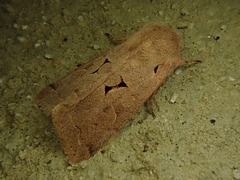 Orthosia carnipennis