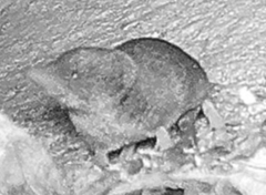 Sorex fumeus