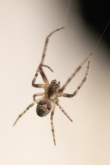 Allende nigrohumeralis