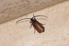 Microplophorus magellanicus