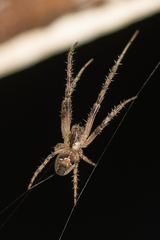 Allende nigrohumeralis