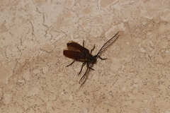 Microplophorus magellanicus