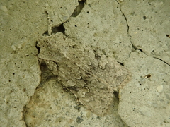 Lithophane pruinosa