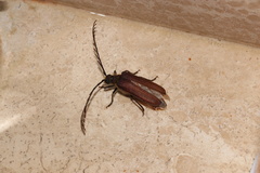 Microplophorus magellanicus
