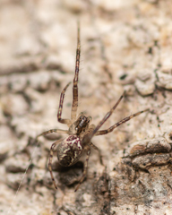 Allende nigrohumeralis