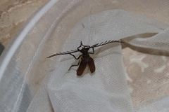 Microplophorus magellanicus