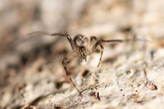 Allende nigrohumeralis