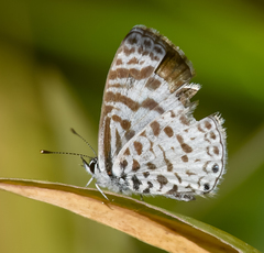 Leptotes cassius