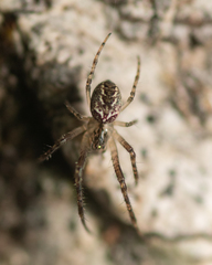 Allende nigrohumeralis