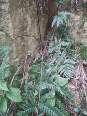 Arachniodes chinensis