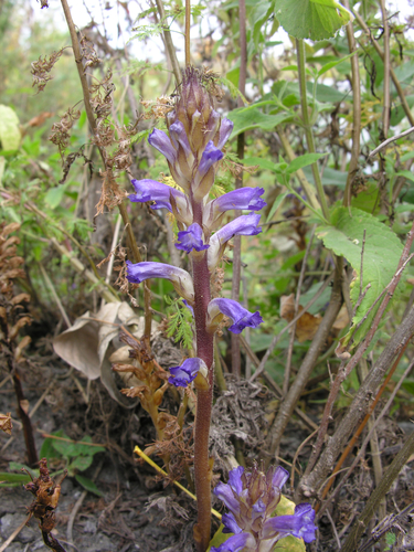 Image of Orobanche cumana by (c) Eugene Popov, some rights reserved (CC BY)
