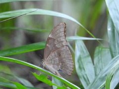 Morpho menelaus amathonte