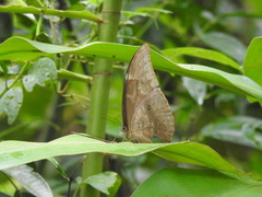 Morpho menelaus amathonte