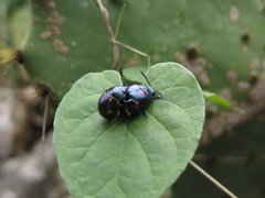 Labidomera suturella