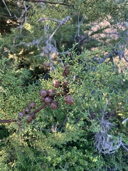 Cupressus goveniana