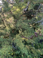 Cupressus goveniana