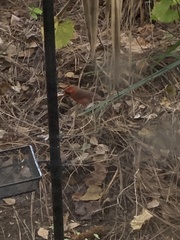 Cardinalis cardinalis image