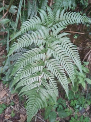 Dryopteris pacifica