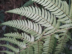 Dryopteris pacifica