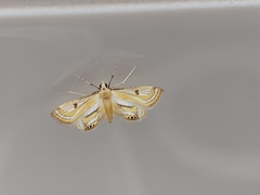 Tetrernia teminitis
