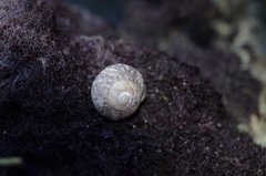 Agathistoma fasciatum