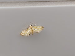 Tetrernia teminitis