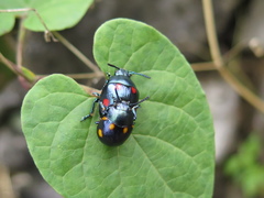 Labidomera suturella