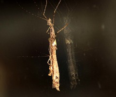 Trachythorax yunnanensis