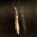 Trachythorax yunnanensis - Photo (c) Les Day, osa oikeuksista pidätetään (CC BY-NC), lähettänyt Les Day