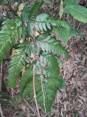 Arachniodes chinensis