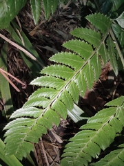 Arachniodes chinensis