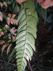 Arachniodes chinensis