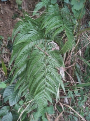 Dryopteris pacifica