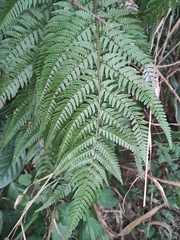 Dryopteris pacifica
