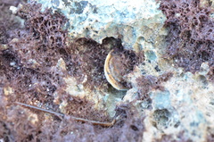 Isognomon alatus