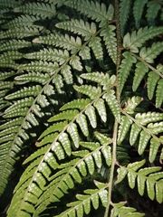 Dryopteris pacifica