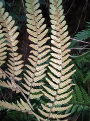 Dryopteris pacifica
