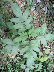 Sambucus javanica
