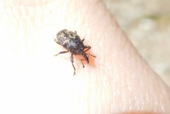 Glyptobaris lecontei