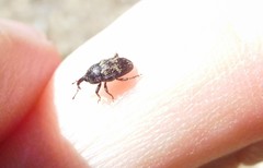 Glyptobaris lecontei