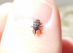 Glyptobaris lecontei