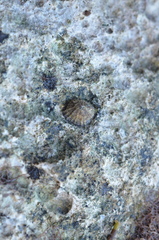 Siphonaria naufragum