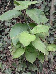 Ehretia dicksonii