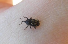 Glyptobaris lecontei