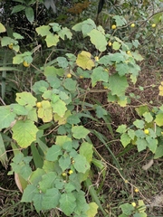 Solanum aculeatissimum