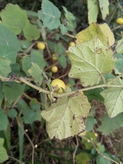 Solanum aculeatissimum